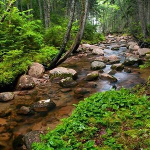 Meet your Posher, Rosa